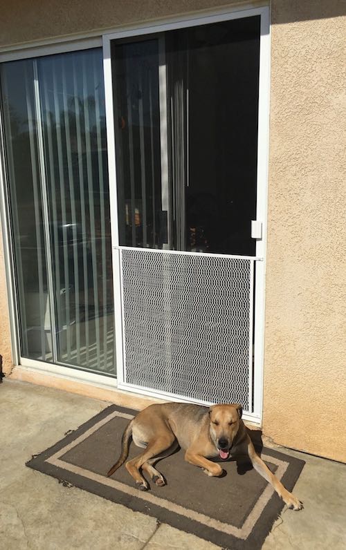 How to Protect Screen Door from Dog