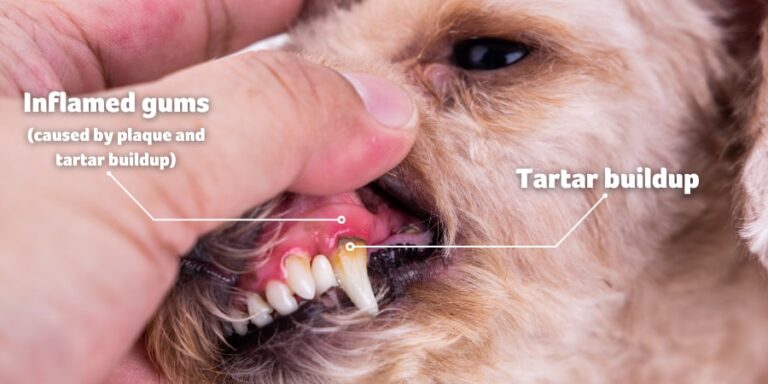 How to Remove Tartar Buildup from Dog’S Teeth