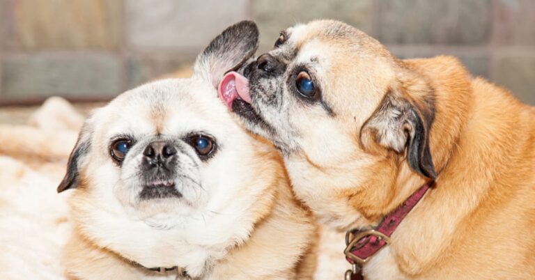 How to Stop Dog from Licking Other Dog’S Ears