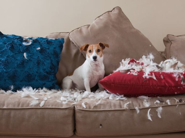 How to Stop Your Dog from Digging into the Couch