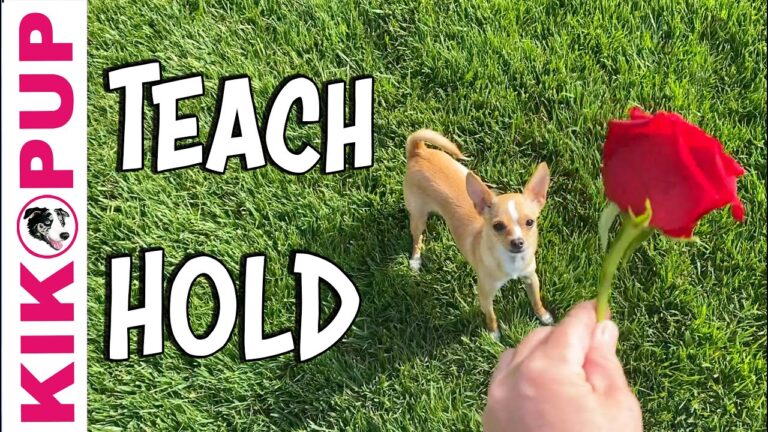 How to Teach Your Dog to Hold Something