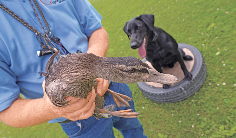 How to Train a Dog for Duck Hunting