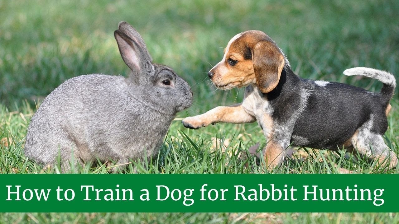 How to Train a Rabbit Dog