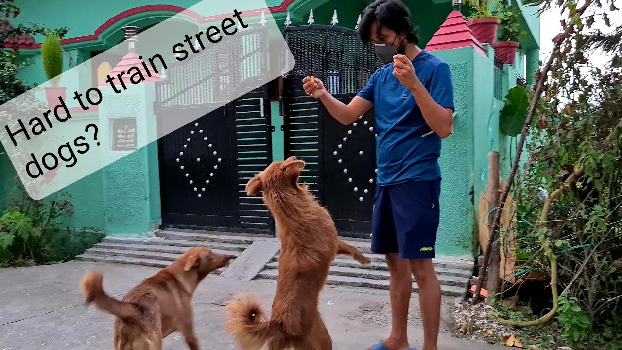 How to Train a Street Dog