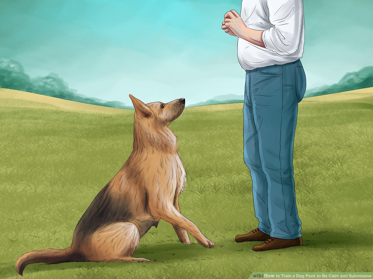 How to Train a Submissive Dog