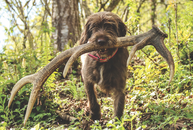 How to Train Dog to Shed Hunt
