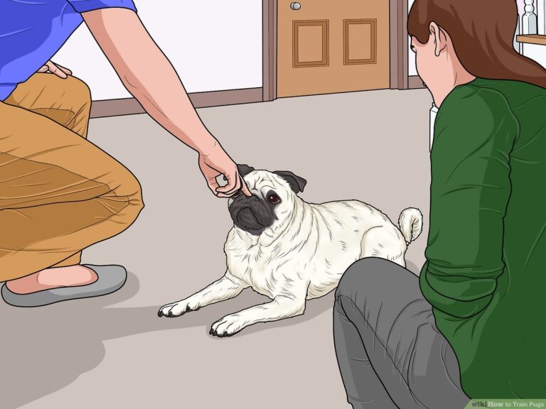 How to Train Pug Dog