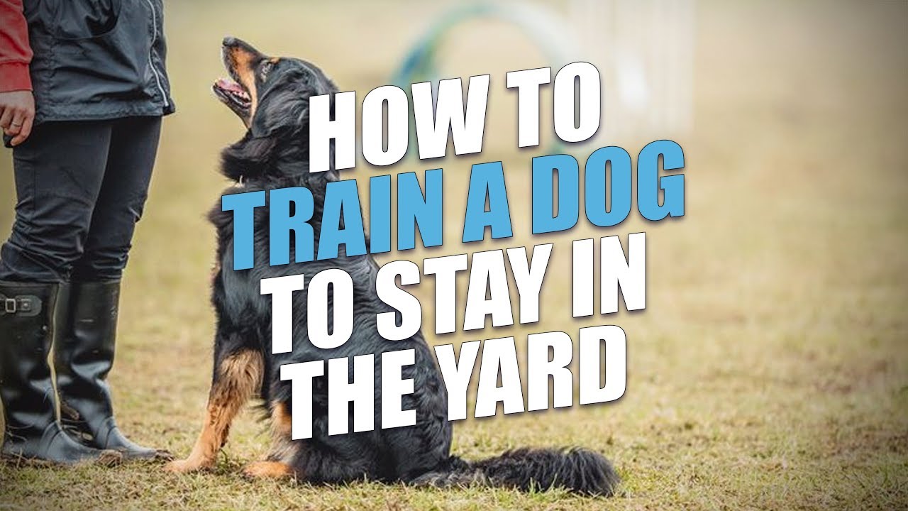 How to Train Your Dog to Stay Outside