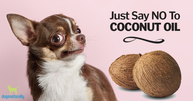 How to Use Coconut Oil for Worms in Dogs